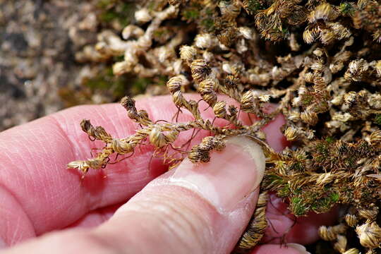 Image de Selaginella peruviana (Milde) Hieron.