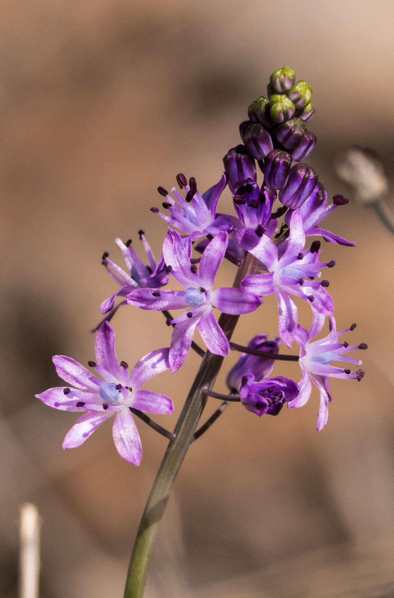 Image of autumn squill