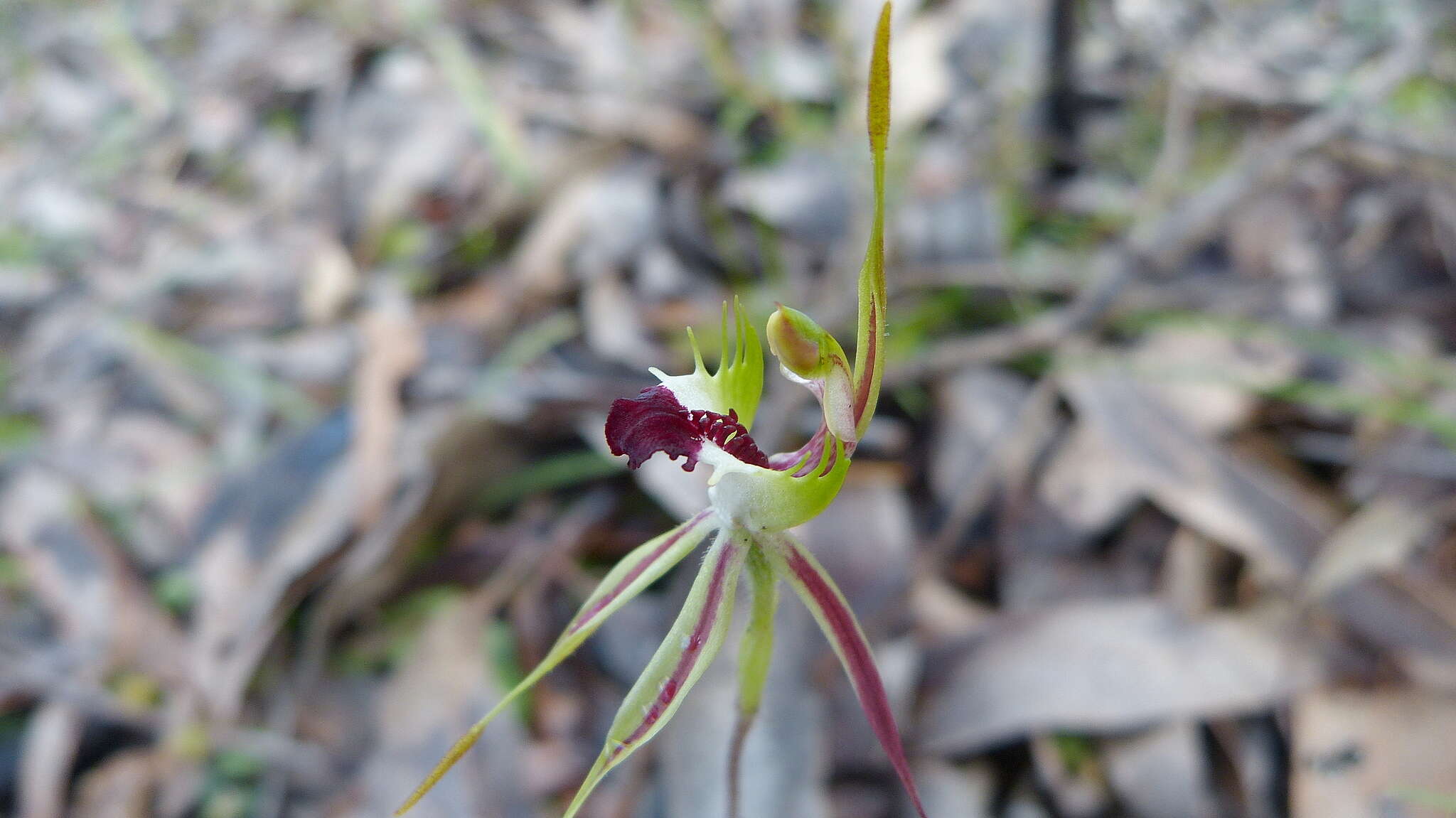 Image of Small spider orchid