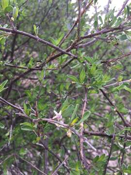 صورة Citharexylum lycioides D. Don