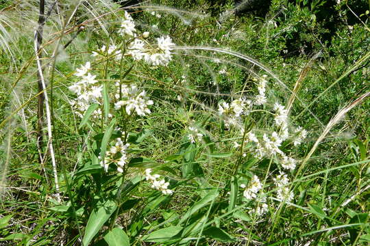 Image of Vincetoxicum albovianum (Kusnez.) Pobed.