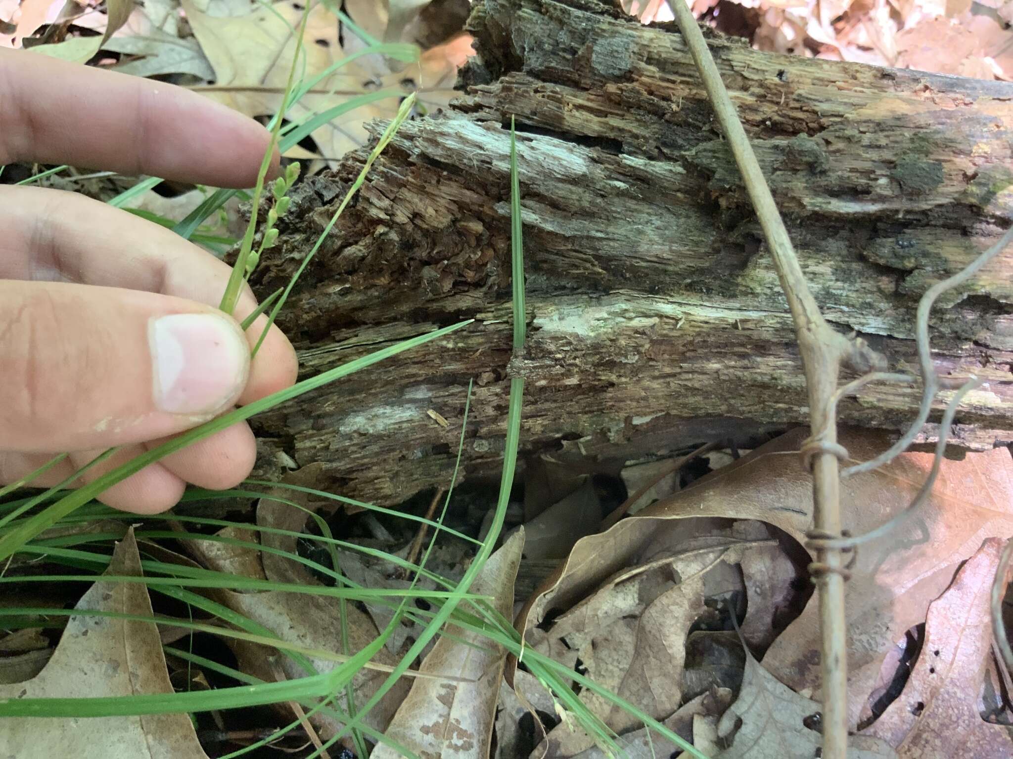 Image of slender woodland sedge