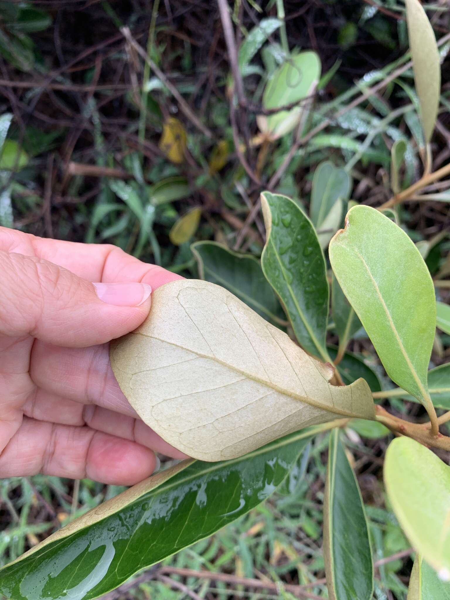 Image of yellow-boxwood