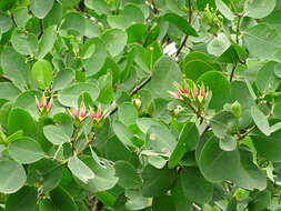 Image of Mangrove apple