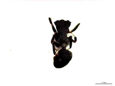 Image of Cataulacus