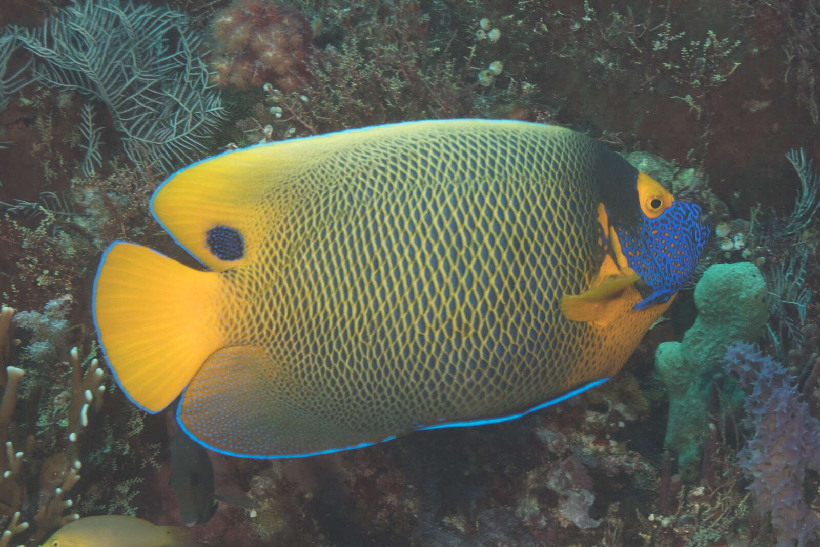 Image of Blue-face Angelfish