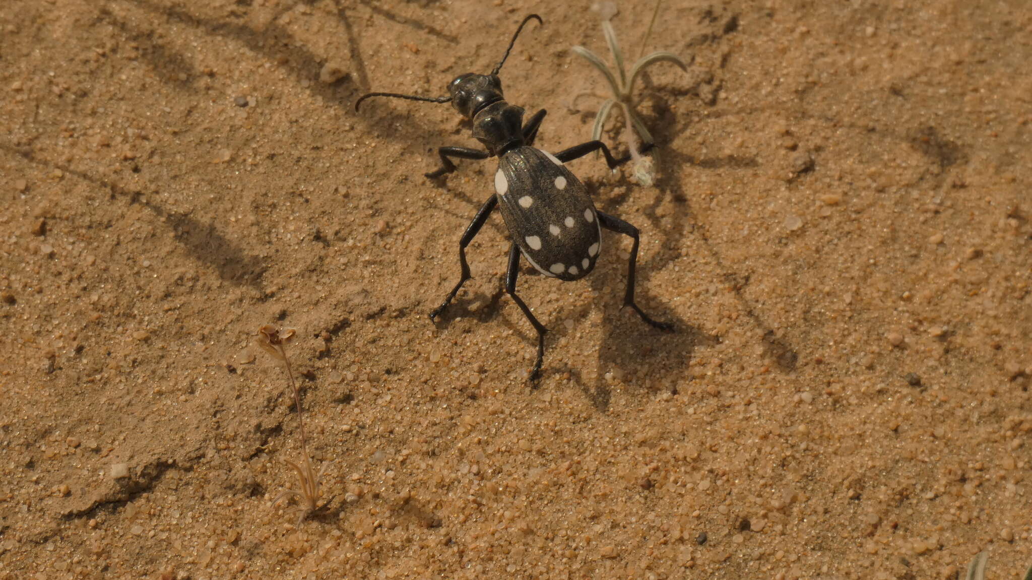 Plancia ëd Anthia (Termophilum) duodecimguttata Bonelli 1813