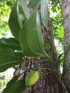 Image of Glycydendron espiritosantense Kuhlm.