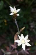 Imagem de Rhodanthe stricta (Lindl.) P. G. Wilson