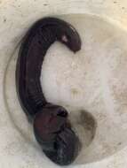 Image of Black Hagfish