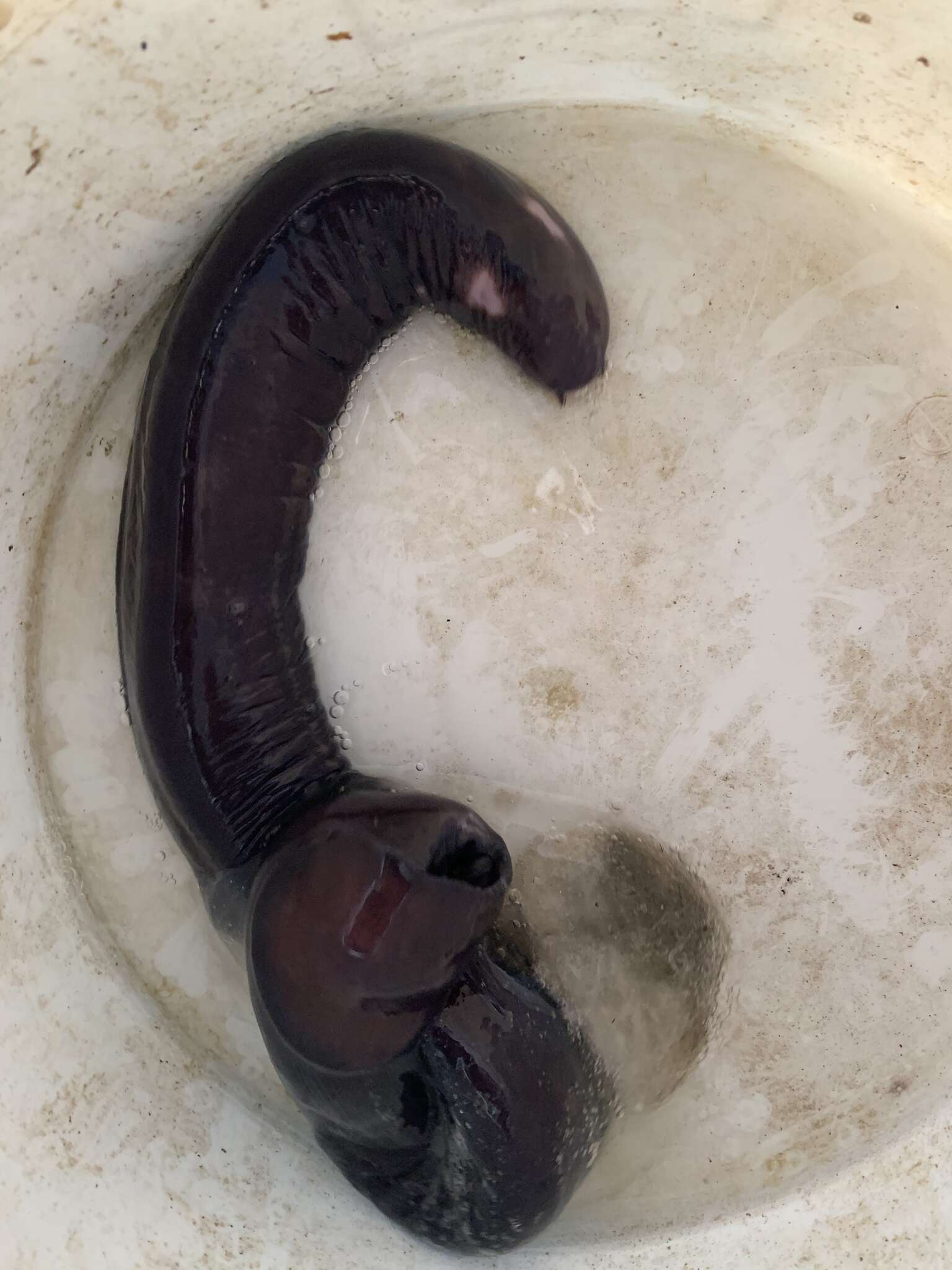 Image of Black Hagfish