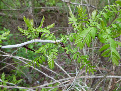 Plancia ëd Gleditsia triacanthos L.