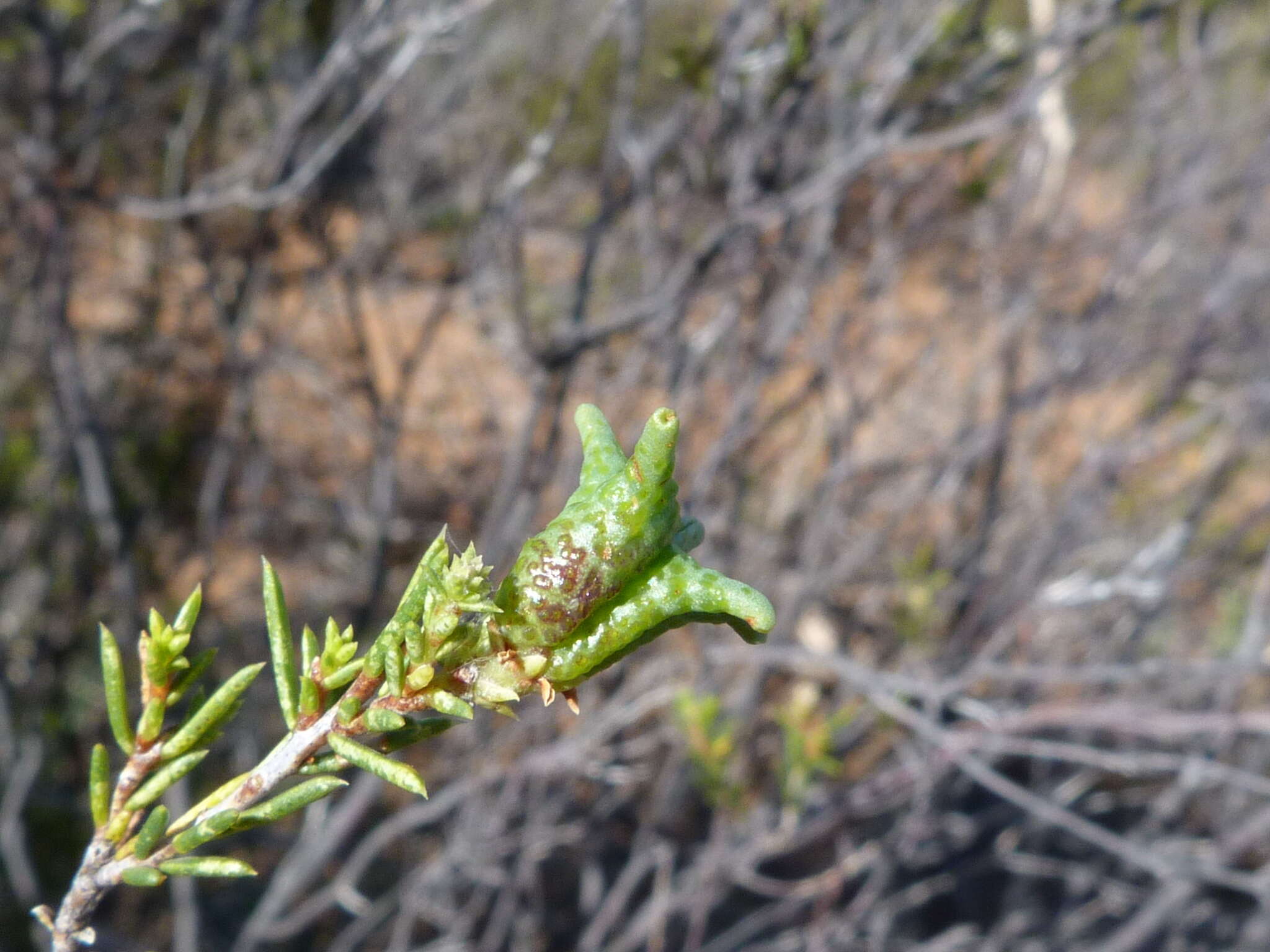 Image of Diosma acmaeophylla Eckl. & Zeyh.