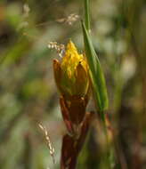 Image of golden Indian paintbrush