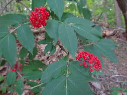 Image of Red-berried Elder