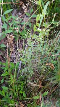 Image of three-petal bedstraw