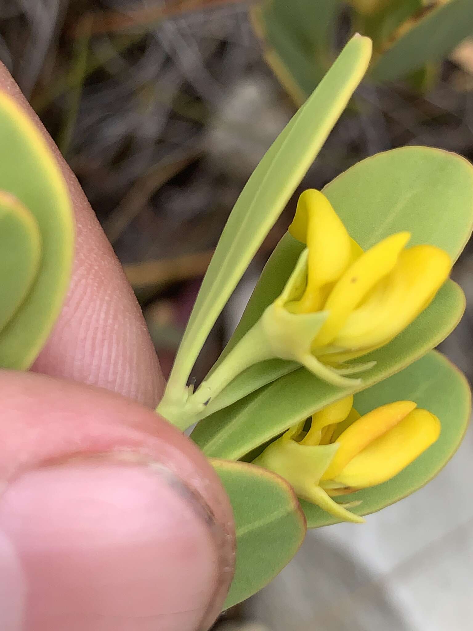 Image of <i>Rafnia capensis</i> subsp. <i>ovata</i>