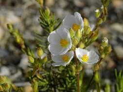 صورة Halimium umbellatum subsp. viscosum (Willk.) O. Bolós & Vigo