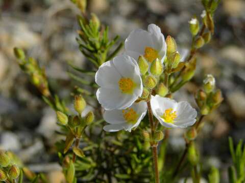 Image of Halimium umbellatum subsp. viscosum (Willk.) O. Bolós & Vigo