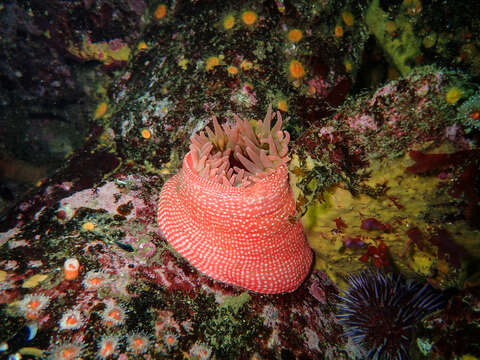 Image of Cribrinopsis albopunctata Sanamyan & Sanamyan 2006