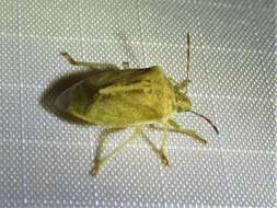 Image of Stink bug