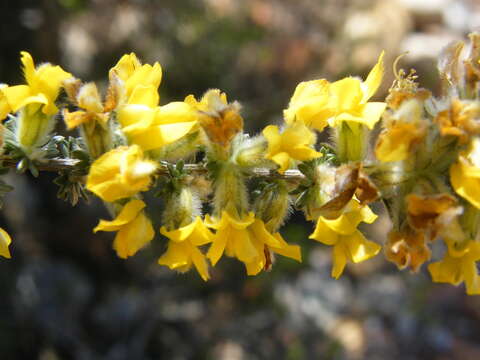 صورة Aspalathus quinquefolia subsp. quinquefolia