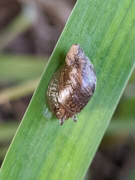 Image of pfeifers amber snail