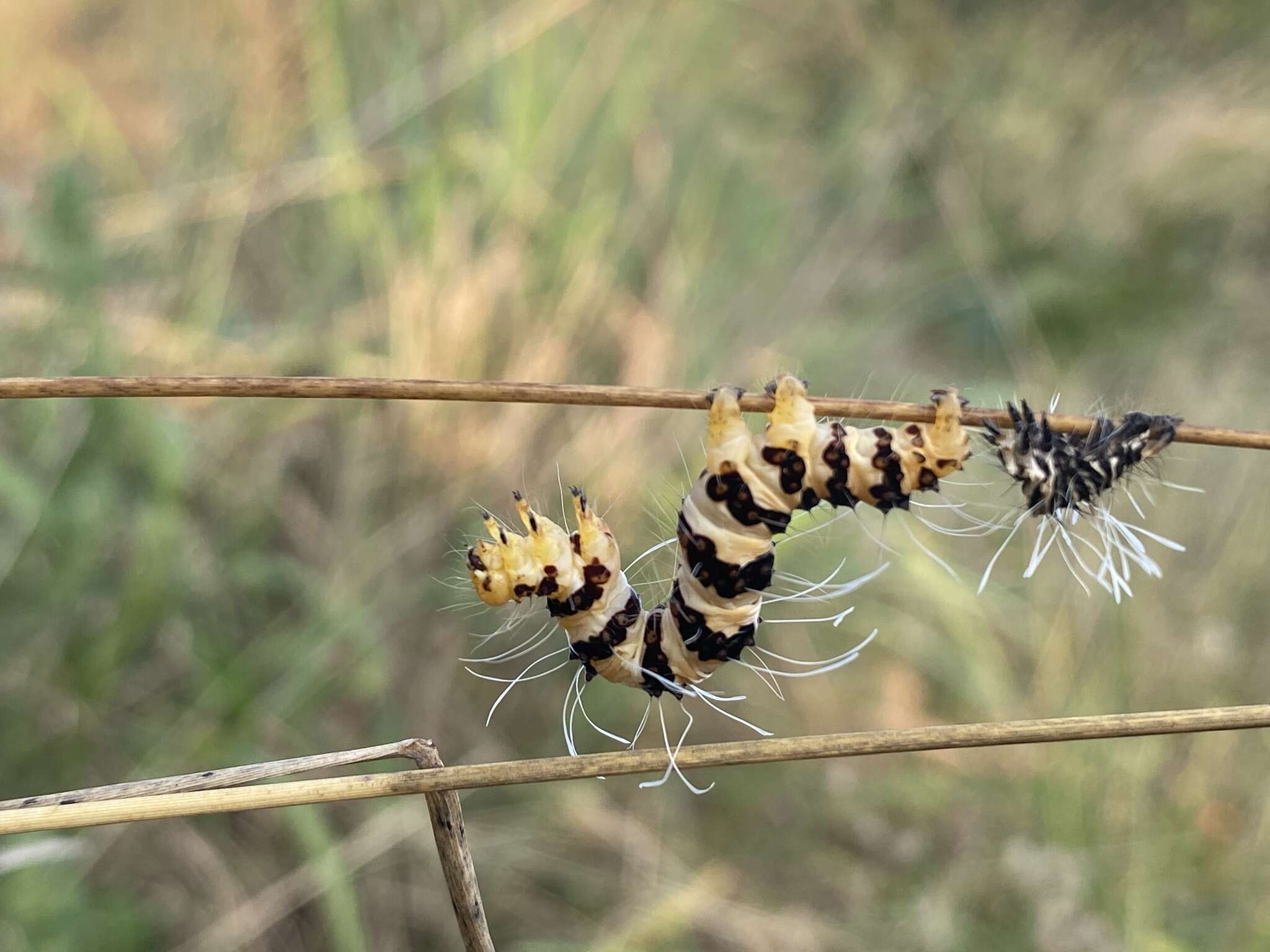 Image of Rhanidophora phedonia Stoll 1782