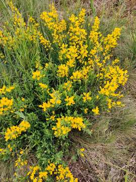 Image of Cytisus procumbens (Willd.) Spreng.