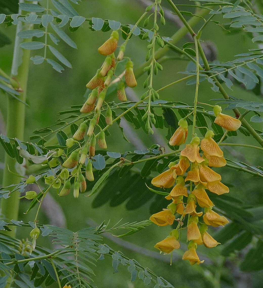 Image of Drummond's Sesbania