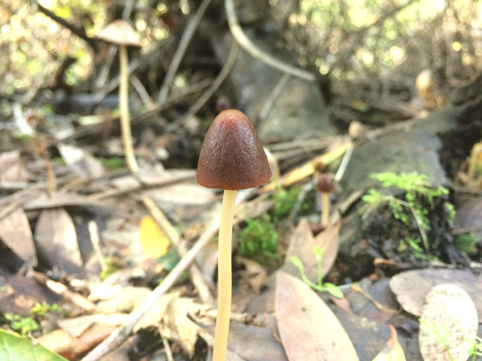 Image de Psathyrella atrospora A. H. Sm. 1972