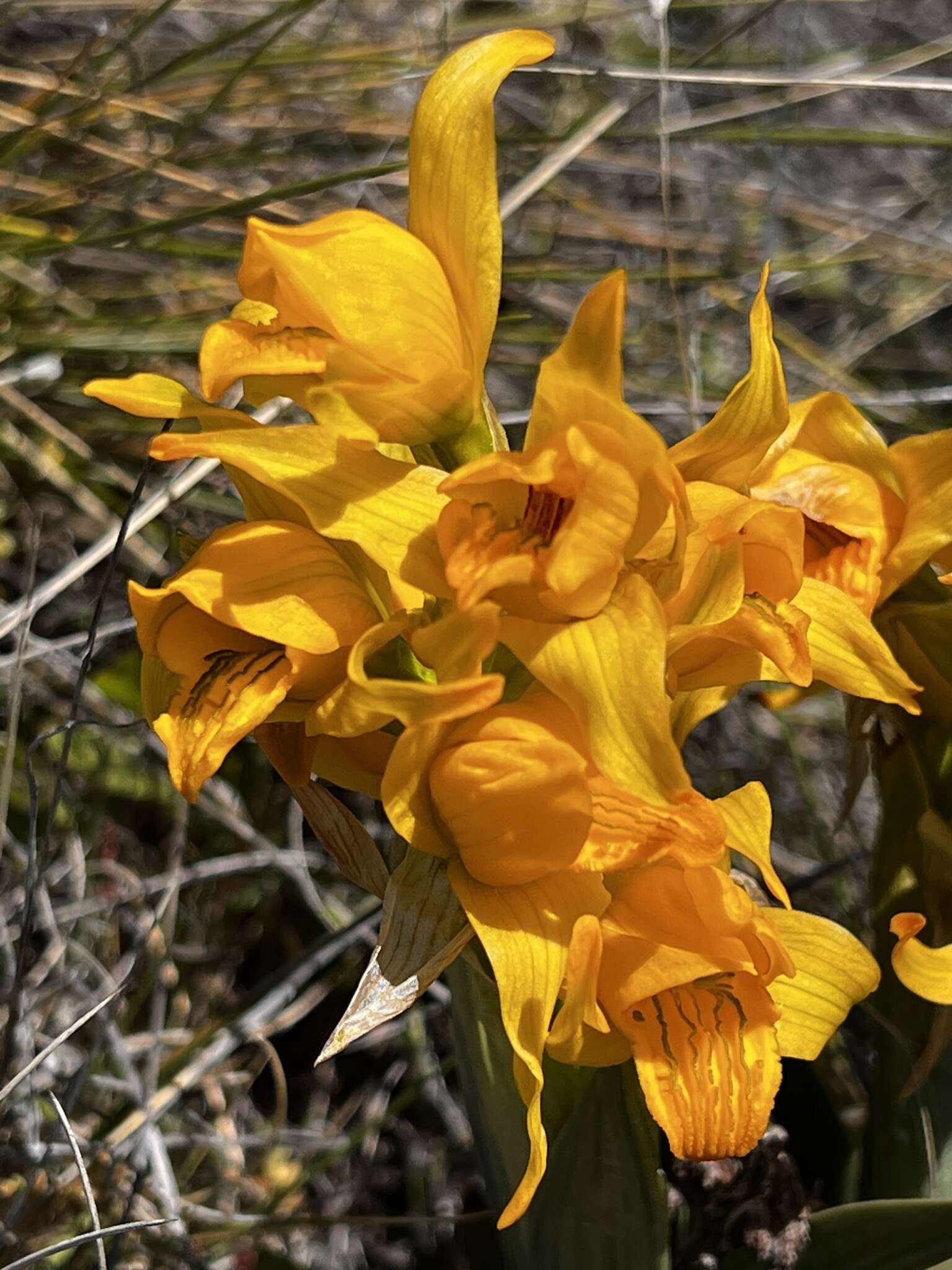 Plancia ëd Chloraea alpina Poepp.