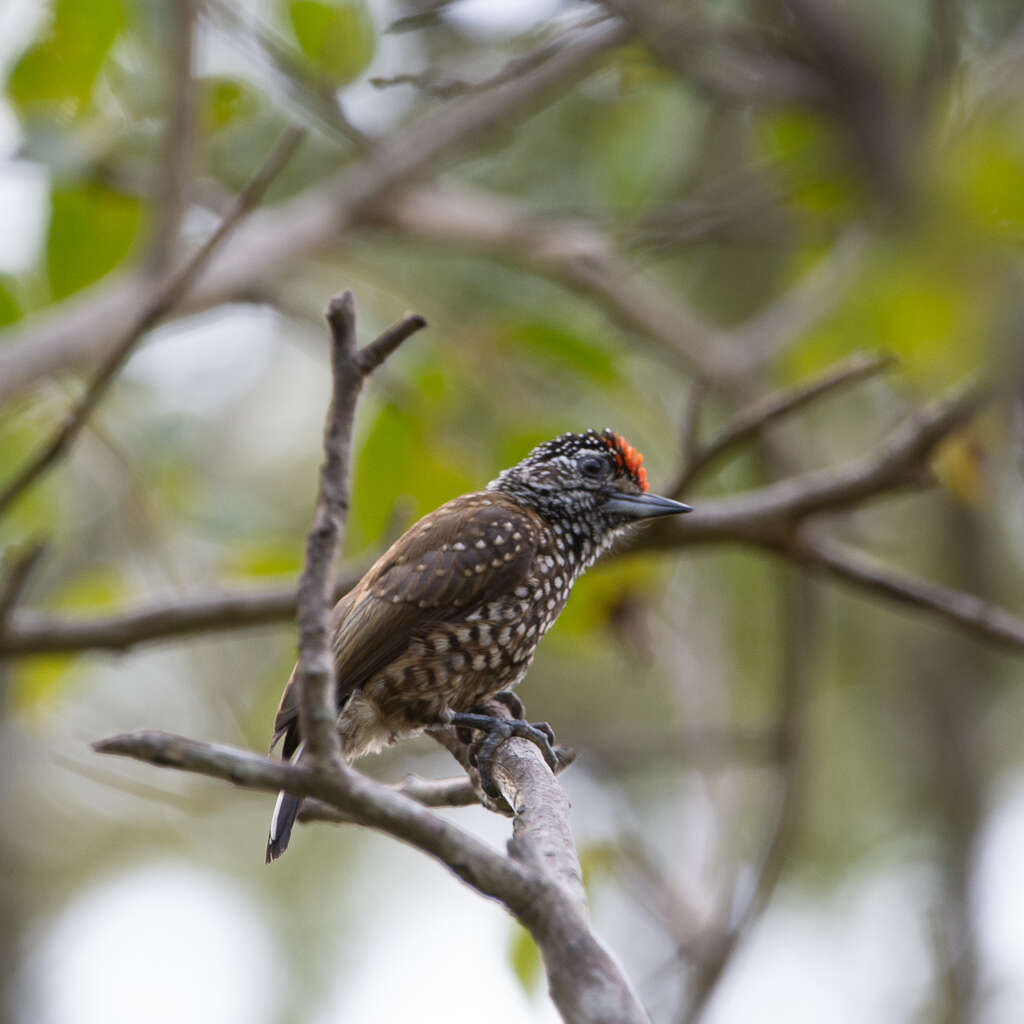 Image of Spotted Piculet