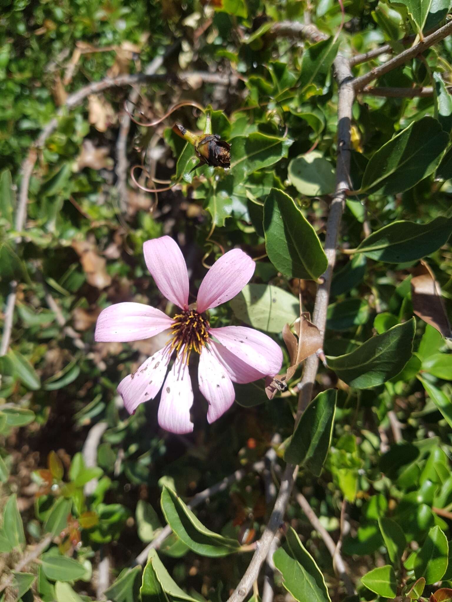 Image de Mutisia spinosa Ruiz & Pav.