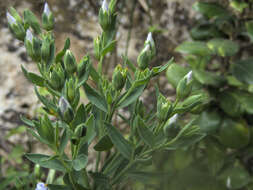 Imagem de Linum monogynum var. chathamicum Cockayne