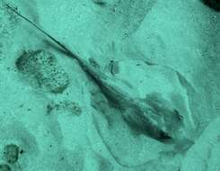 Image of Longtail Stingray