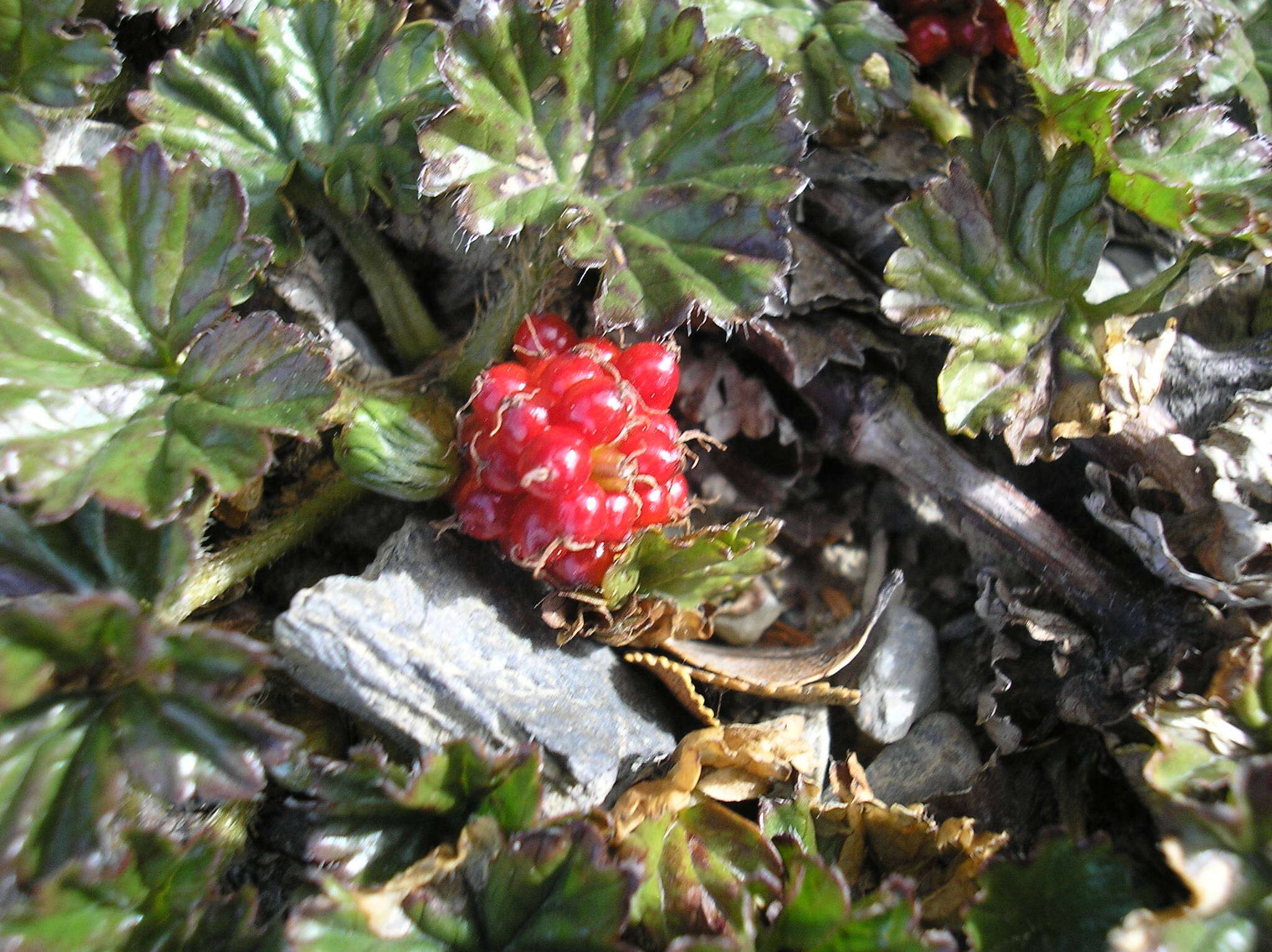 Sivun Gunnera magellanica Lam. kuva