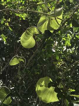 Image of lesser yam