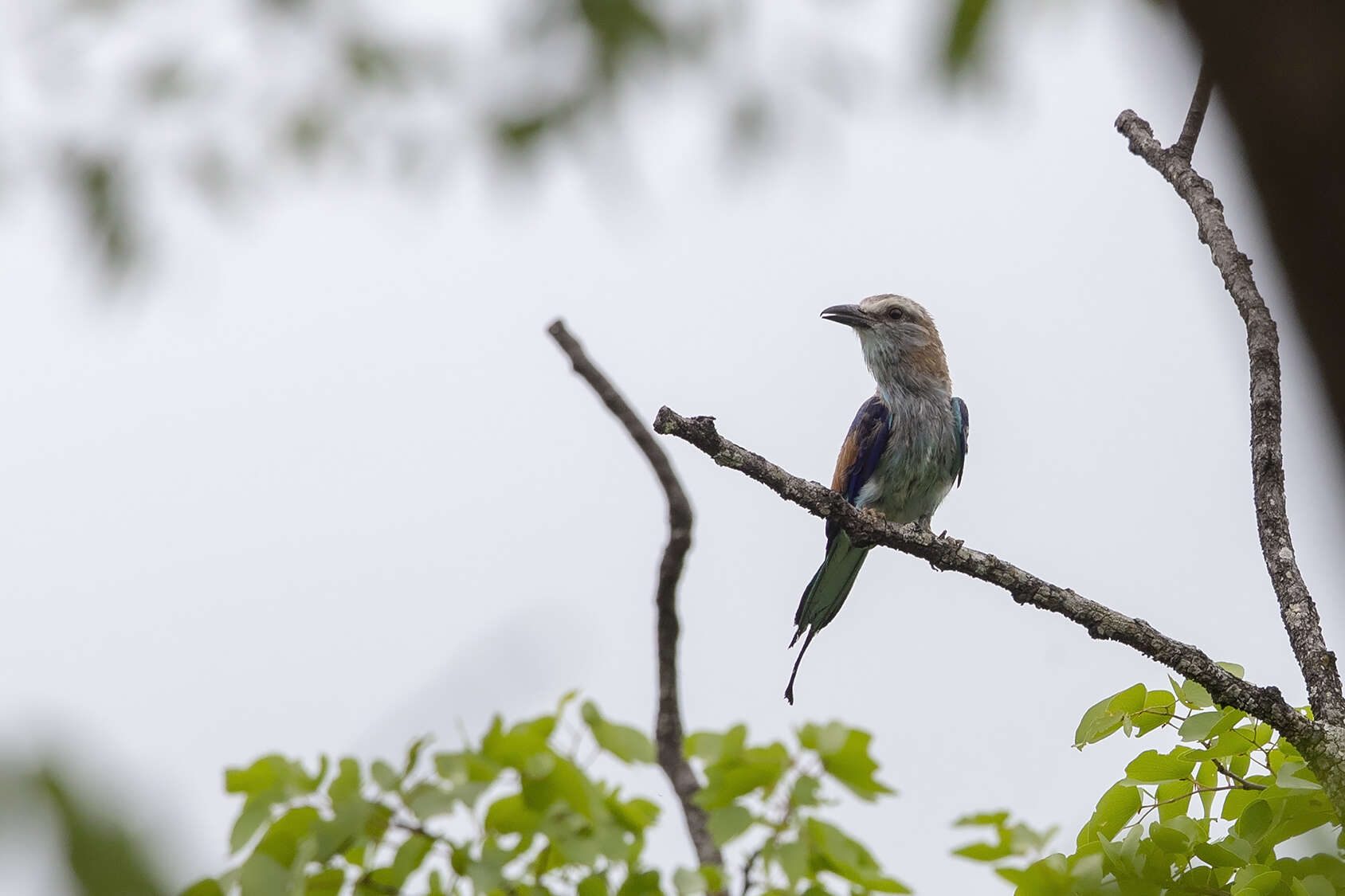 Image of Racket-tailed Roller