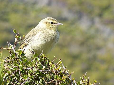 Image de Anthus novaeseelandiae aucklandicus Gray & GR 1862