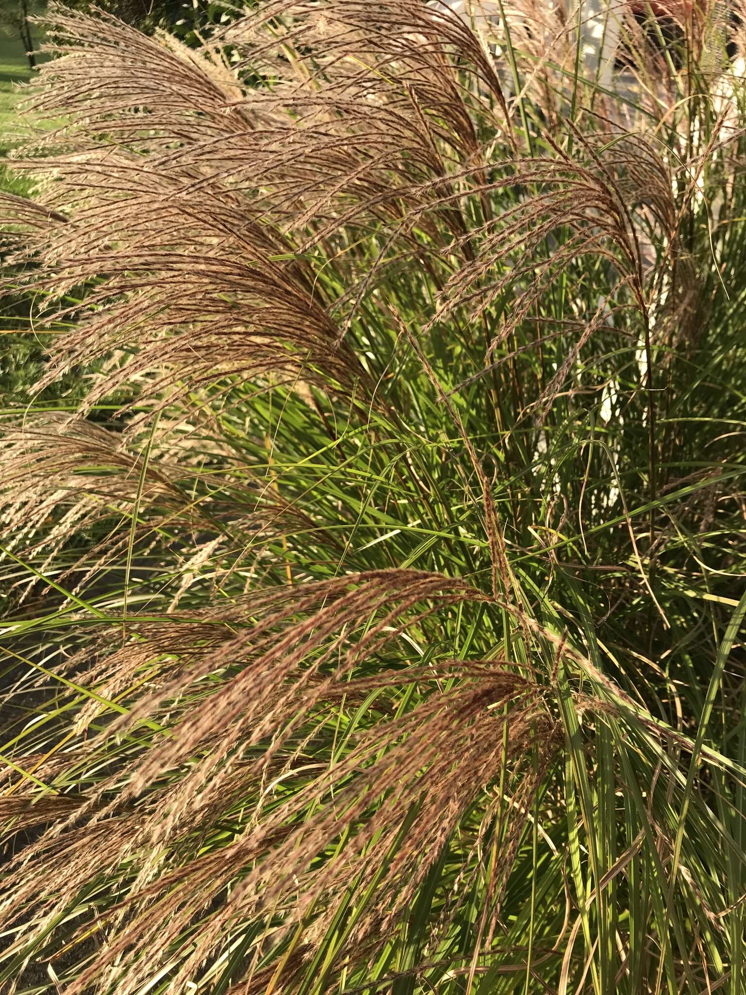 Imagem de Miscanthus sinensis Andersson