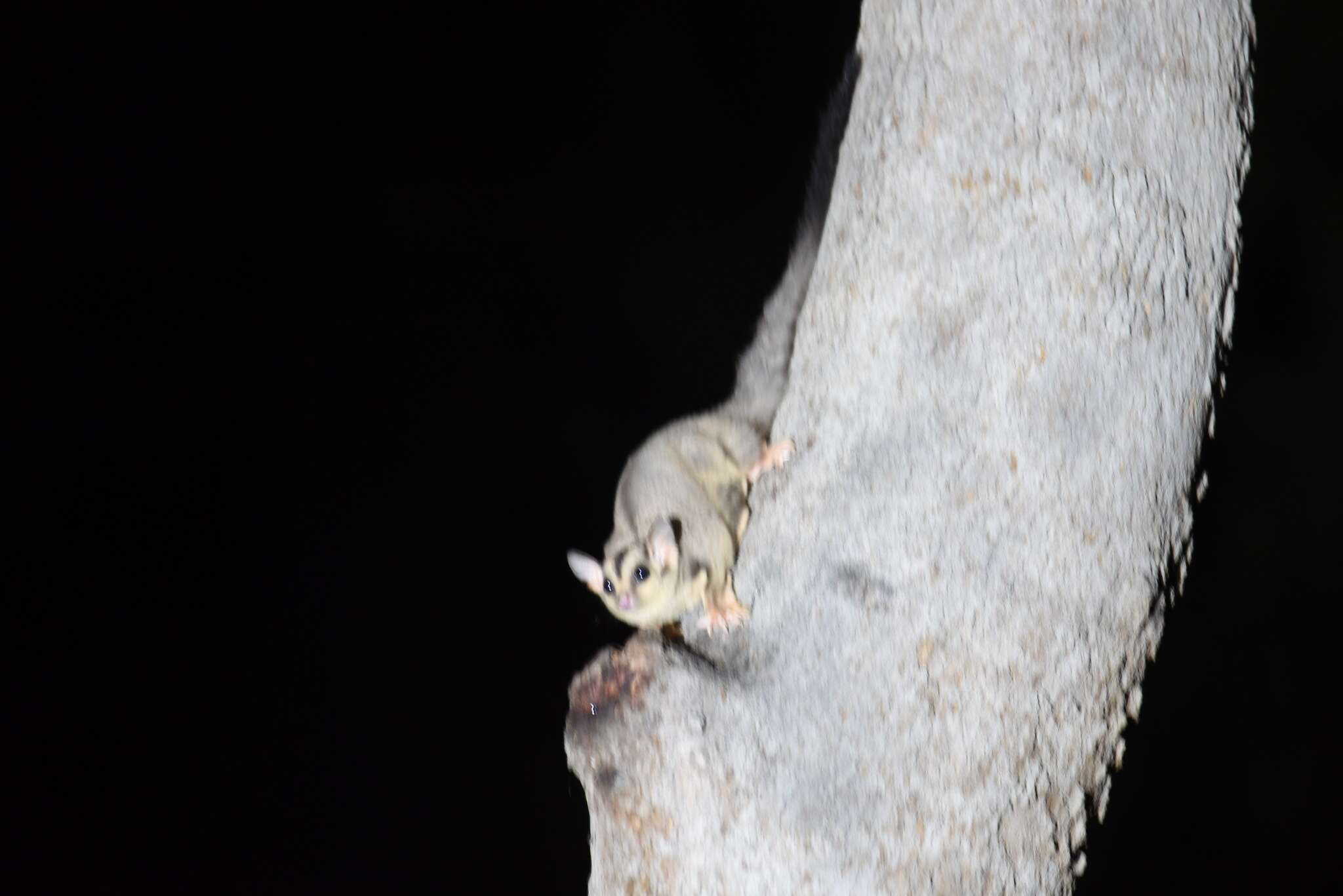 Image of Squirrel Glider