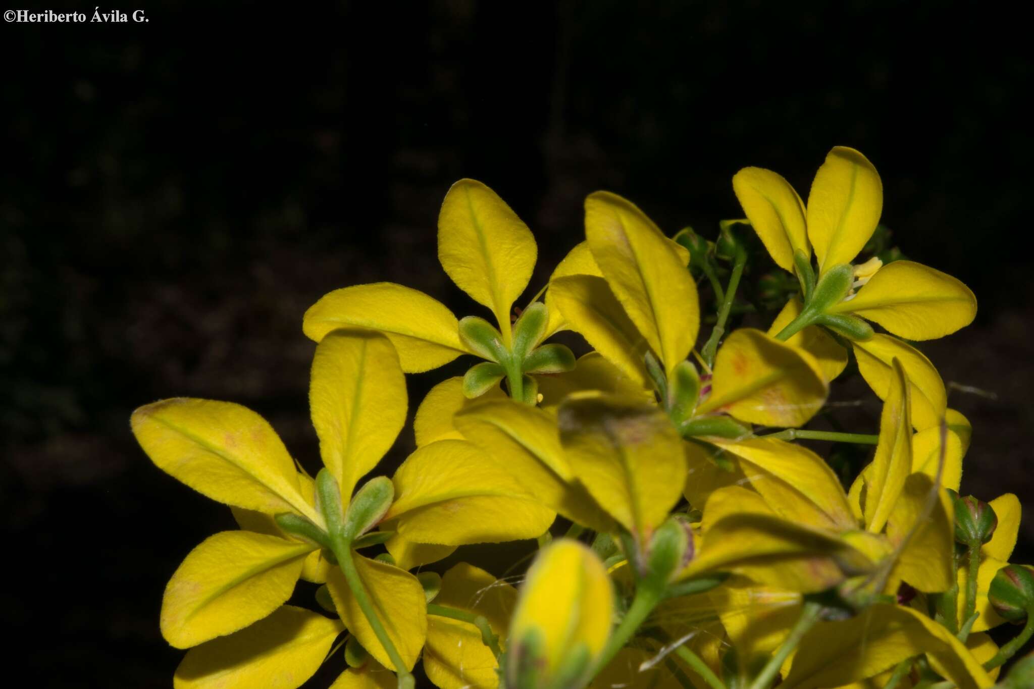 Image of Galphimia floribunda C. E. Anderson