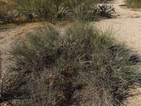 Image of California Ephedra