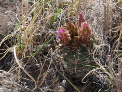 صورة Sclerocactus glaucus (K. Schum.) L. D. Benson