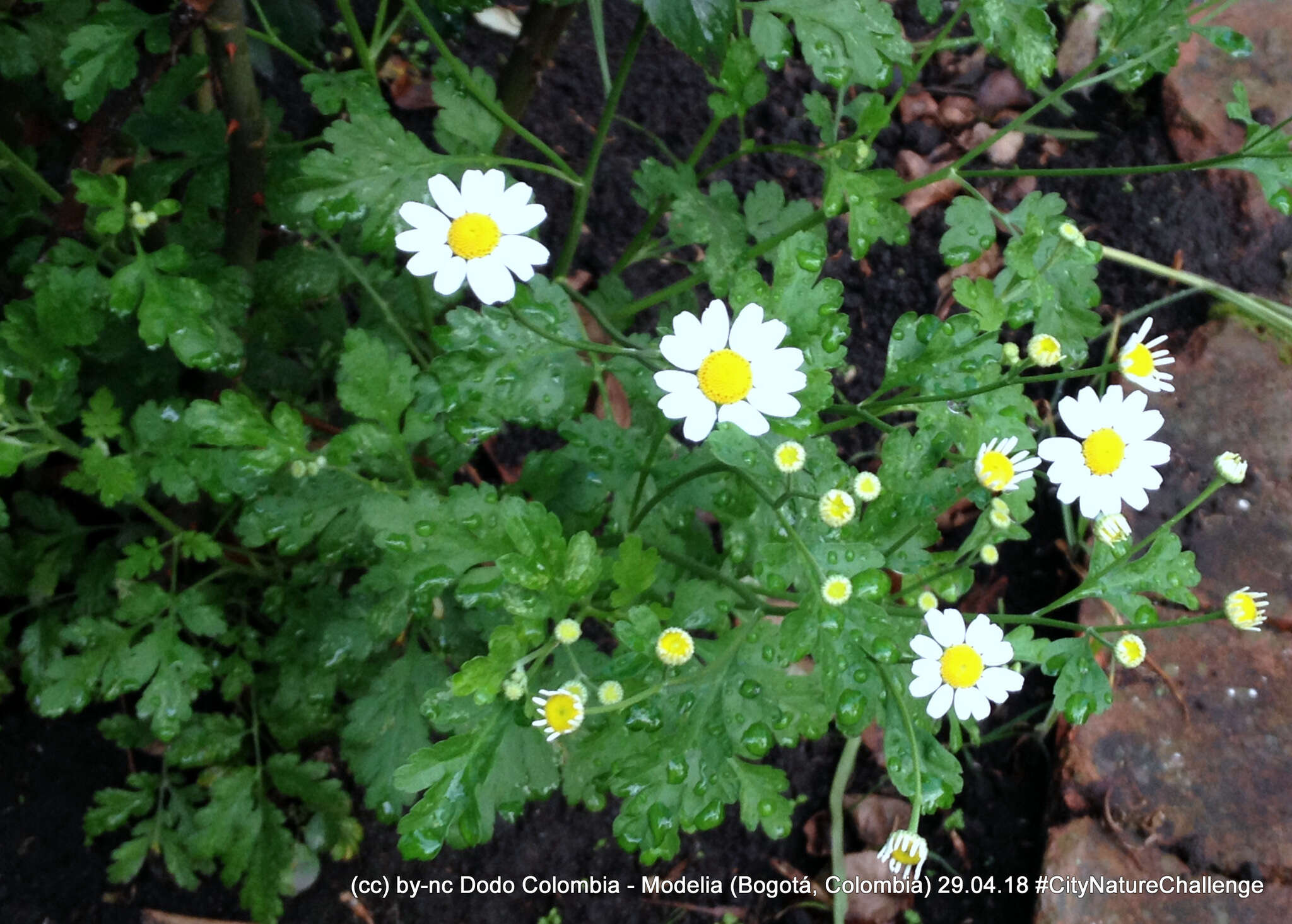 Image of feverfew