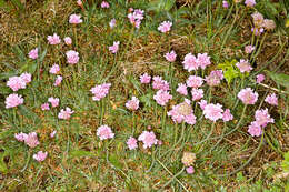 Imagem de Armeria maritima (Mill.) Willd.