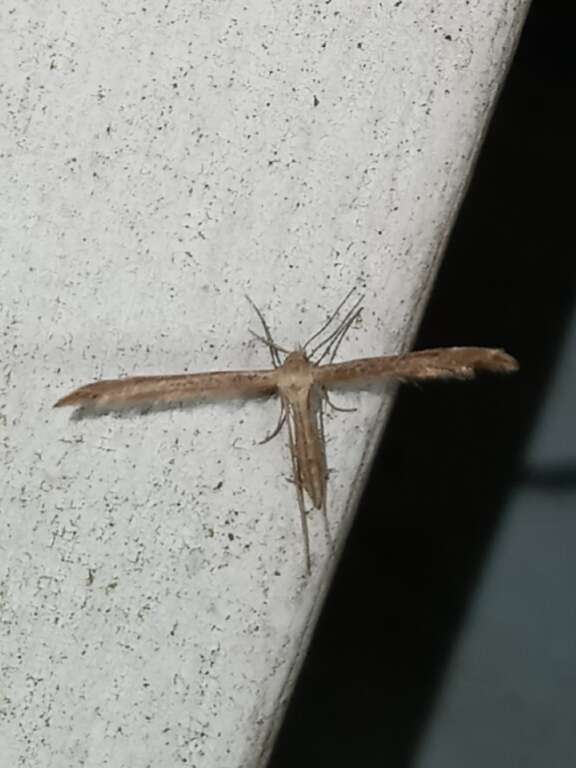 Lioptilodes albistriolatus (Zeller 1871) resmi