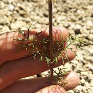 Image of Tagetes coronopifolia Willd.