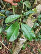 Image of Faramea hyacinthina Mart.